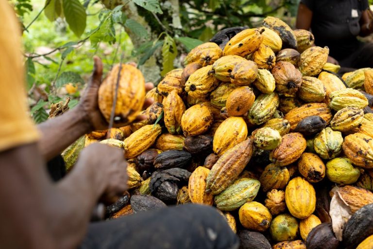 LICOBAG calls for urgent funding and policy reforms to stabilise cocoa sector